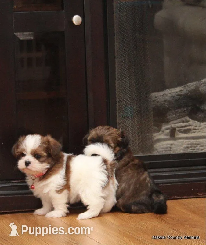 Sasha, a female Shorkie for sale in Jefferson, SD – Photo 1 of 8
