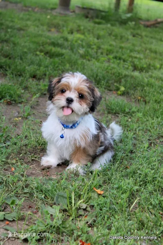 Bernie – Shorkie puppy for sale in Jefferson, SD