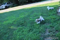 Tiffy, a female Shorkie for sale in Jefferson, SD – 10 of 10