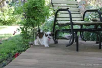 Tipper, a male Shorkie for sale in Jefferson, SD – 2 of 10