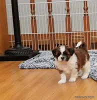 Ozzy, a male Mal Shi for sale in Jefferson, SD – 9 of 10