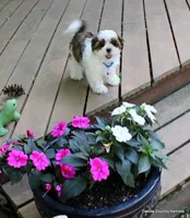 Tipper, a male Shorkie for sale in Jefferson, SD – 6 of 10