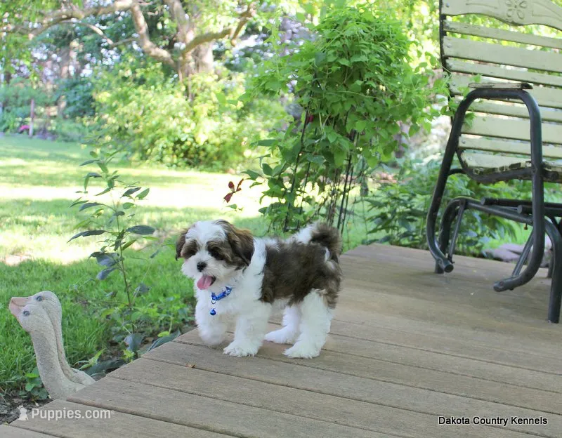 Tipper – Shorkie puppy for sale in Jefferson, SD