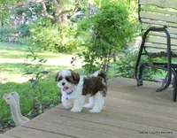 Tipper, a male Shorkie for sale in Jefferson, SD – 1 of 10