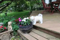 Starry, a female Shorkie for sale in Jefferson, SD – 10 of 10