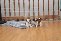 Ozzy, a male Mal Shi for sale in Jefferson, SD – 3 of 10