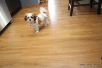 Rozzi, a  Shorkie for sale in Jefferson, SD – Photo 8 of 10