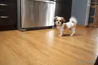 Rozzi, a  Shorkie for sale in Jefferson, SD – Photo 9 of 10