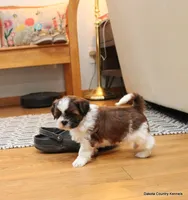 Ozzy, a male Mal Shi for sale in Jefferson, SD – 8 of 10