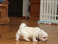 Gabe, a female Shorkie for sale in Jefferson, SD – Photo 8 of 10