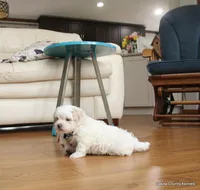 Gabe, a female Shorkie for sale in Jefferson, SD – Photo 7 of 10
