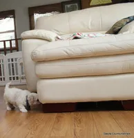 Gabe, a female Shorkie for sale in Jefferson, SD – Photo 10 of 10