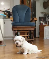 Gabe, a female Shorkie for sale in Jefferson, SD – Photo 2 of 10