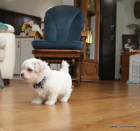 Gabe, a female Shorkie for sale in Jefferson, SD – Photo 5 of 10
