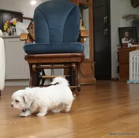 Gabe, a female Shorkie for sale in Jefferson, SD – Photo 6 of 10