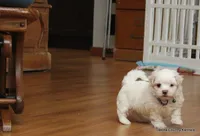Gabe, a female Shorkie for sale in Jefferson, SD – Photo 9 of 10