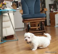 Gabe, a female Shorkie for sale in Jefferson, SD – Photo 1 of 10