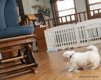 Gabe, a female Shorkie for sale in Jefferson, SD – Photo 3 of 10