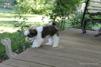 Tipper, a male Shorkie for sale in Jefferson, SD – 9 of 10