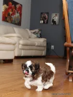 Benni, a male Mal Shi for sale in Jefferson, SD – 6 of 10