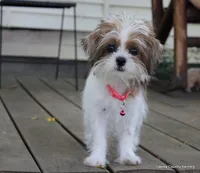 Tiffy, a female Shorkie for sale in Jefferson, SD – 3 of 10