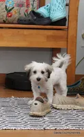 Goose, a male Shorkie for sale in Jefferson, SD – 5 of 10
