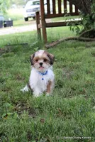 Bernie, a male Shorkie for sale in Jefferson, SD – 2 of 10