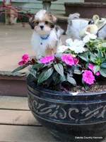 Bernie, a male Shorkie for sale in Jefferson, SD – 9 of 10
