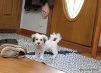 Goose, a male Shorkie for sale in Jefferson, SD – 4 of 10
