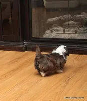 Oreo, a female Mal Shi for sale in Jefferson, SD – Photo 2 of 10