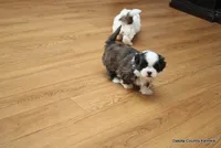 Oreo, a female Mal Shi for sale in Jefferson, SD – Photo 7 of 10
