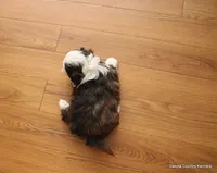 Oreo, a female Mal Shi for sale in Jefferson, SD – Photo 5 of 10