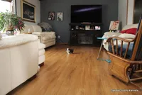 Oreo, a female Mal Shi for sale in Jefferson, SD – Photo 8 of 10