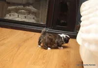 Oreo, a female Mal Shi for sale in Jefferson, SD – Photo 6 of 10