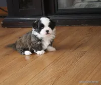Oreo, a female Mal Shi for sale in Jefferson, SD – Photo 3 of 10