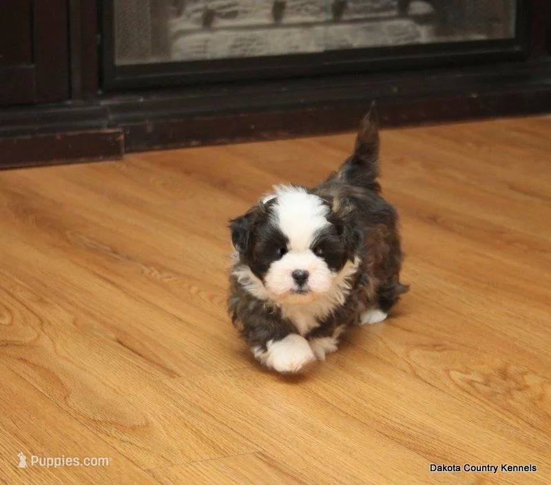 Oreo – Mal Shi puppy for sale in Jefferson, SD