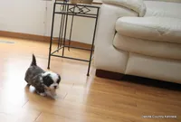 Oreo, a female Mal Shi for sale in Jefferson, SD – Photo 10 of 10