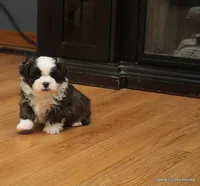 Oreo, a female Mal Shi for sale in Jefferson, SD – Photo 4 of 10