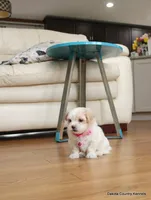 Shanny, a female Shorkie for sale in Jefferson, SD – Photo 9 of 10