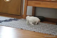 Shanny, a female Shorkie for sale in Jefferson, SD – Photo 2 of 10