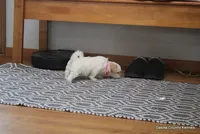 Shanny, a female Shorkie for sale in Jefferson, SD – Photo 6 of 10