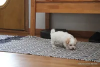 Shanny, a female Shorkie for sale in Jefferson, SD – Photo 4 of 10