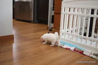 Shanny, a female Shorkie for sale in Jefferson, SD – Photo 8 of 10