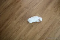 Shanny, a female Shorkie for sale in Jefferson, SD – Photo 10 of 10