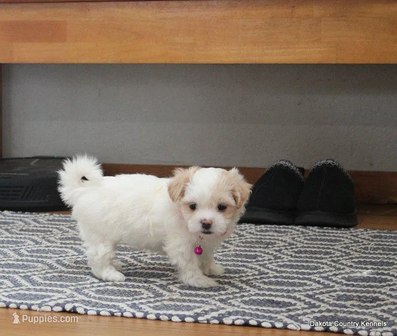 Shanny – Shorkie puppy for sale in Jefferson, SD