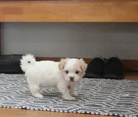 Shanny, a female Shorkie for sale in Jefferson, SD – Photo 1 of 10