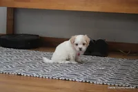 Shanny, a female Shorkie for sale in Jefferson, SD – Photo 5 of 10