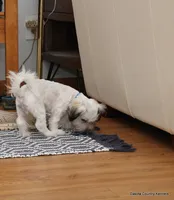 Goose, a male Shorkie for sale in Jefferson, SD – 9 of 10
