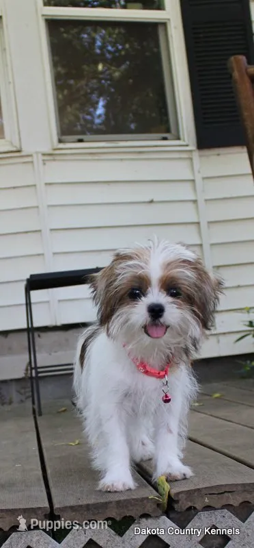 Tiffy – Shorkie puppy for sale in Jefferson, SD