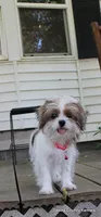 Tiffy, a female Shorkie for sale in Jefferson, SD – 1 of 10